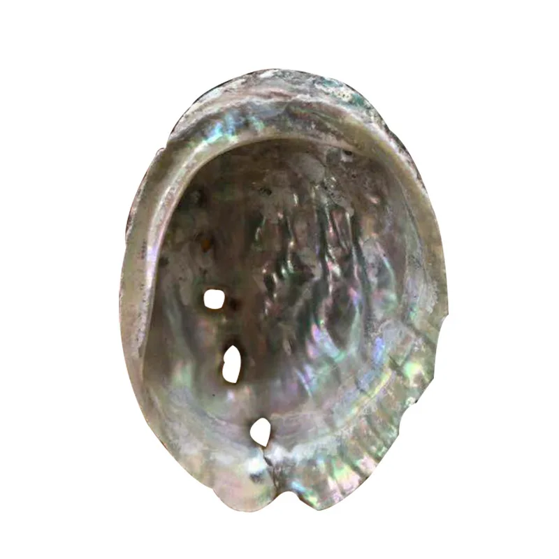 
8-9CM Hot Selling Raw Abalone Shell Natural shell DIY home decoration Handicraft decoration abalone shell 