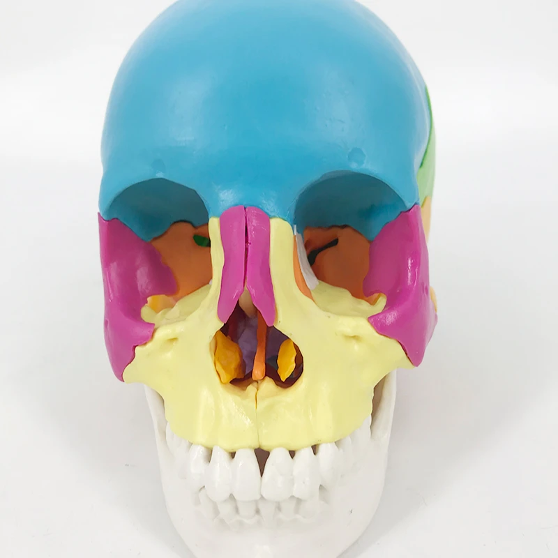 Новая модель анатомического человеческого черепа с 22 частями для медицинского