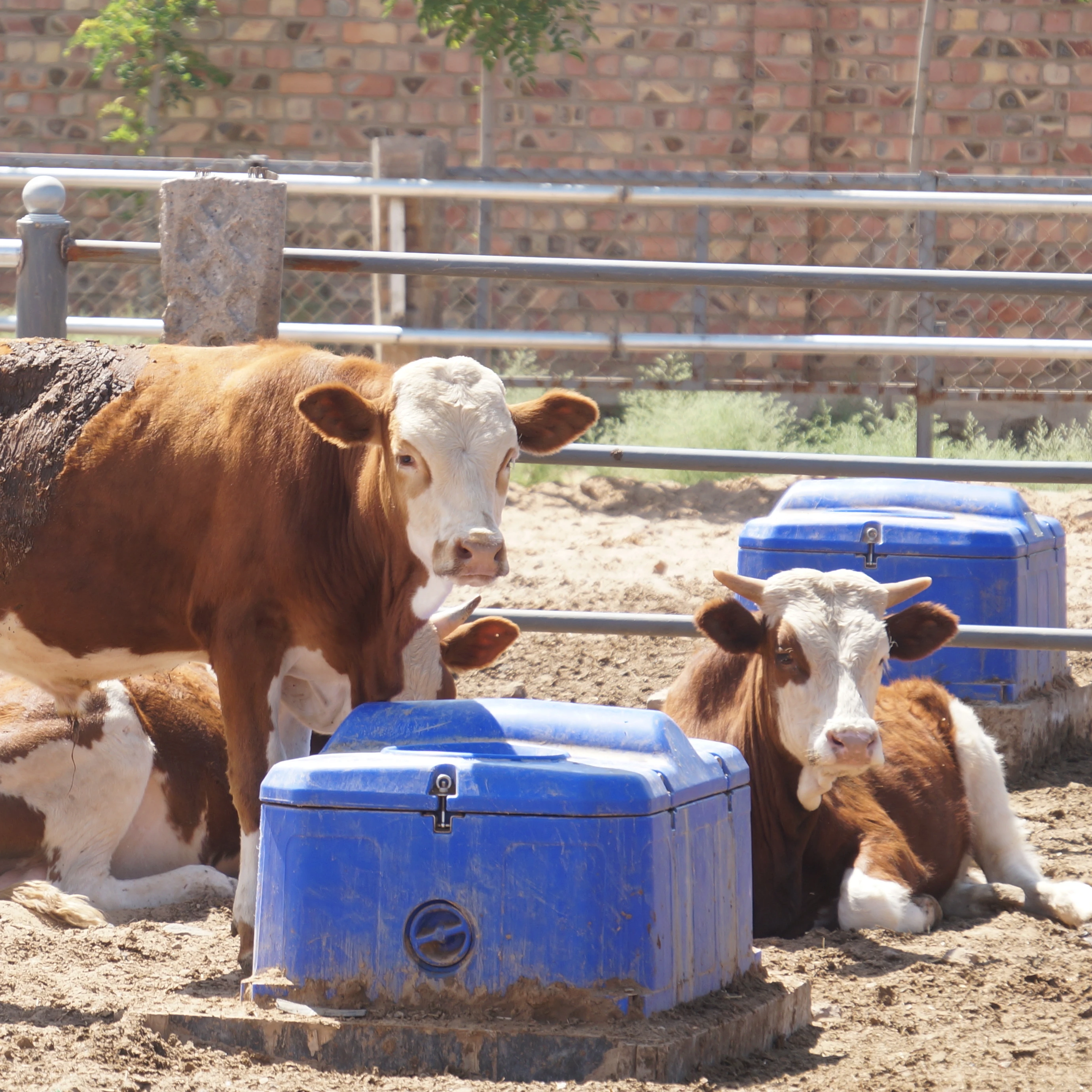 Современная молочная ферма два шара пластиковые долговечные для овечьей и коровьей поилки