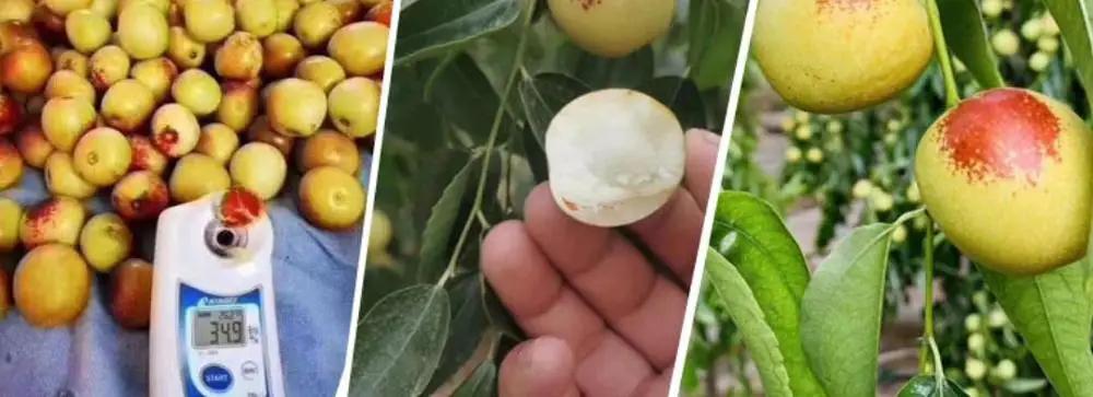 
Crisp Sweet Fresh Round Dates /Winter jujube frutis from Shaanxi China 