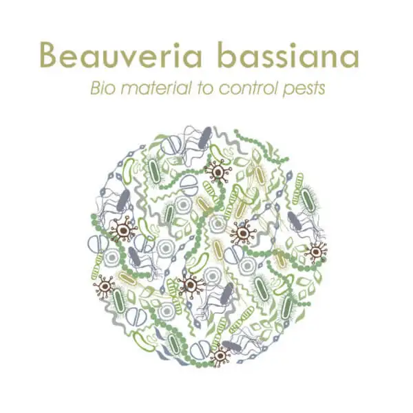 
Beauveria bassiana is a fungus which causes a disease known as the white muscadine disease in insects. 