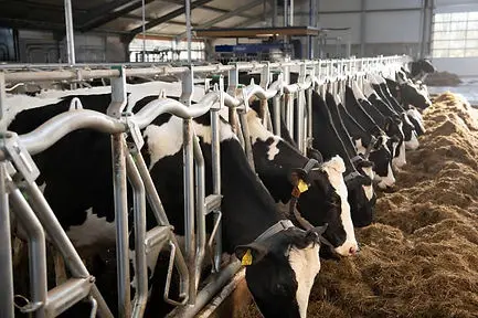 Steel Structure Dairy Cow Shed Farming House Cow Shed Farm Building Cattle Sail Cow Housing