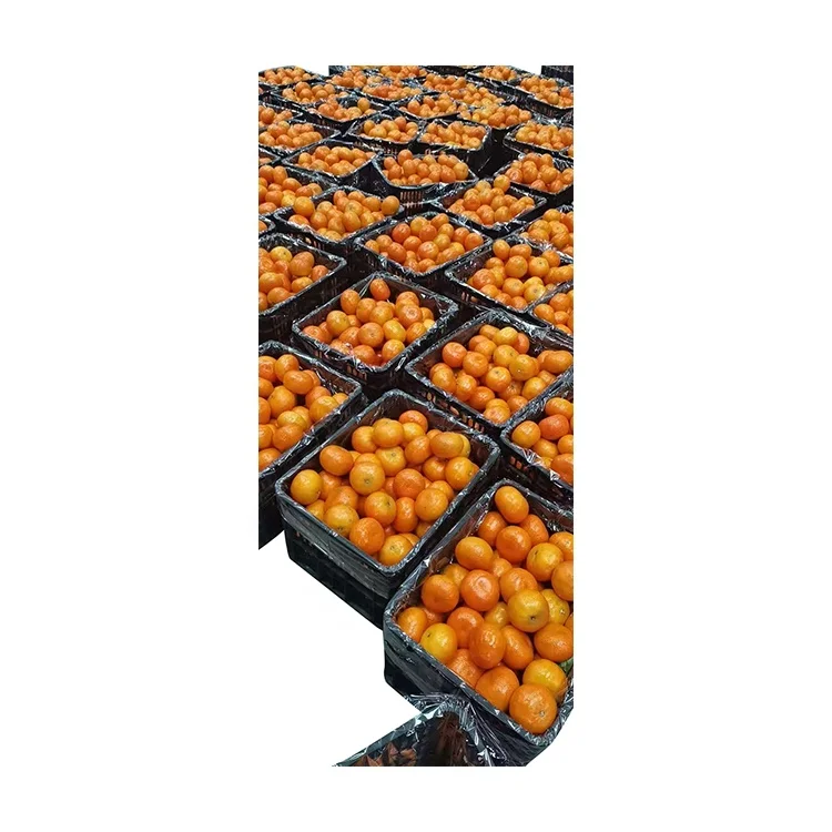 New Arrival Citrus Fruit Orange Fresh Sweet Delicious Mandarin Tangerine