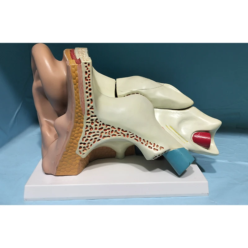 Anatomical model of human bones Enlarge the ear anatomical model by 5 times