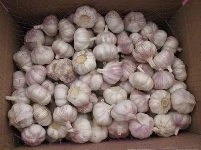 
2021 New Crop Normal White Garlic ship by 1x40fcl reefer container Garlic sizes 4.5cm, 5.0cm, 5.5cm, 6.0cm 