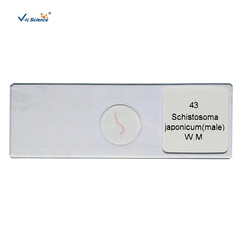 50 pieces of teaching equipment prepare slides for medical students studying medical parasitology