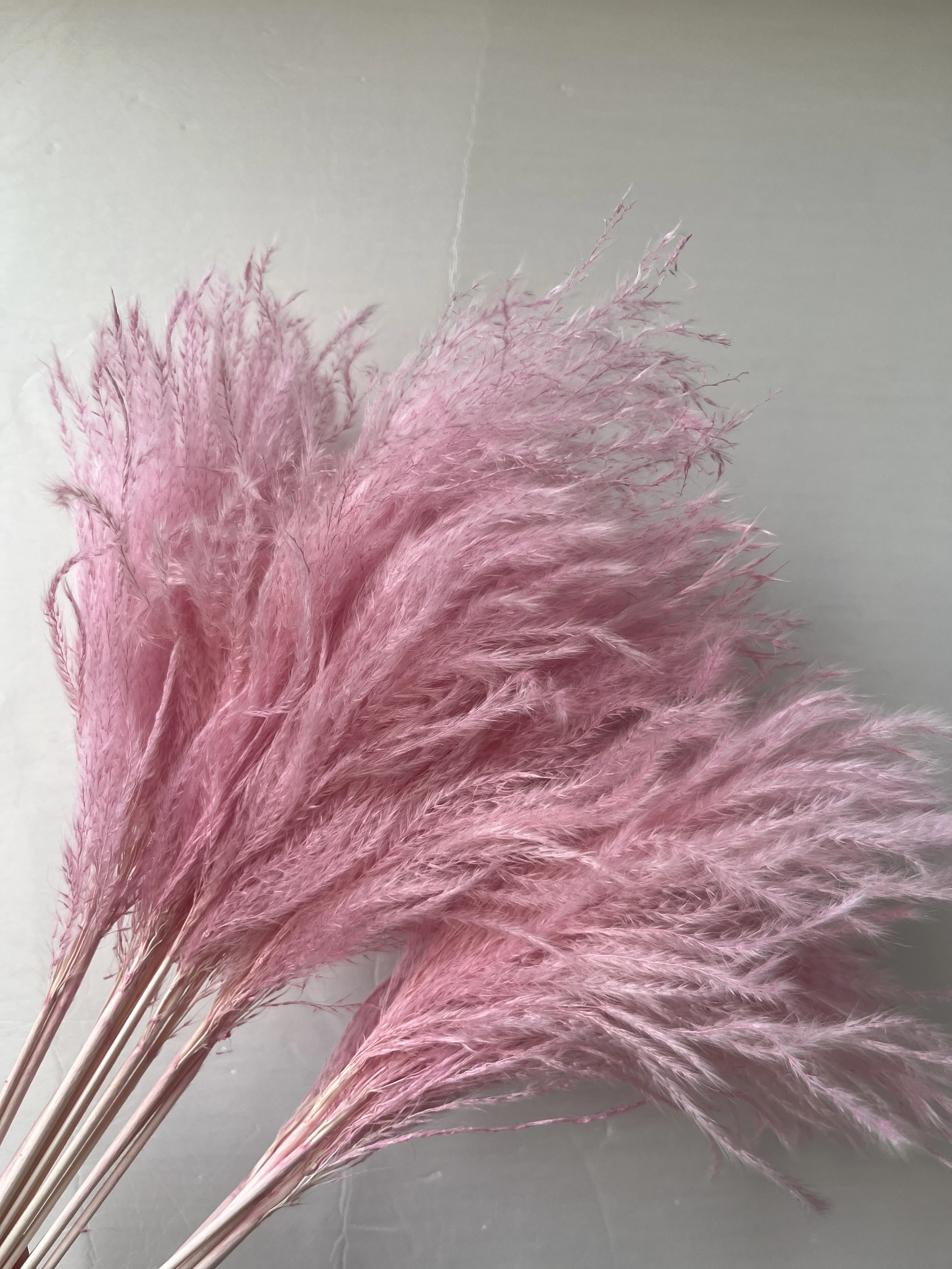 Factory Wholesale Feather Grass Dried Flower Bouquet Home Decoration Flowers