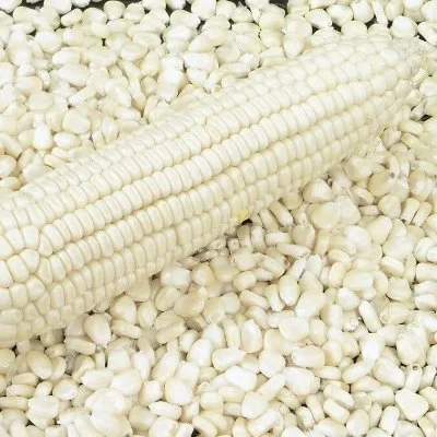 White corn.png