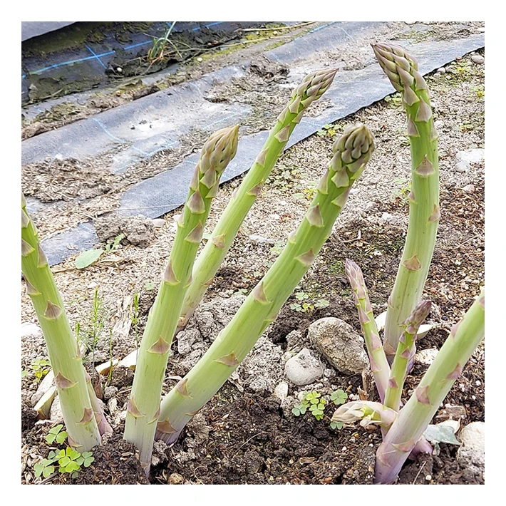 Wholesale vegetables fresh crowns suppliers asparagus for sale