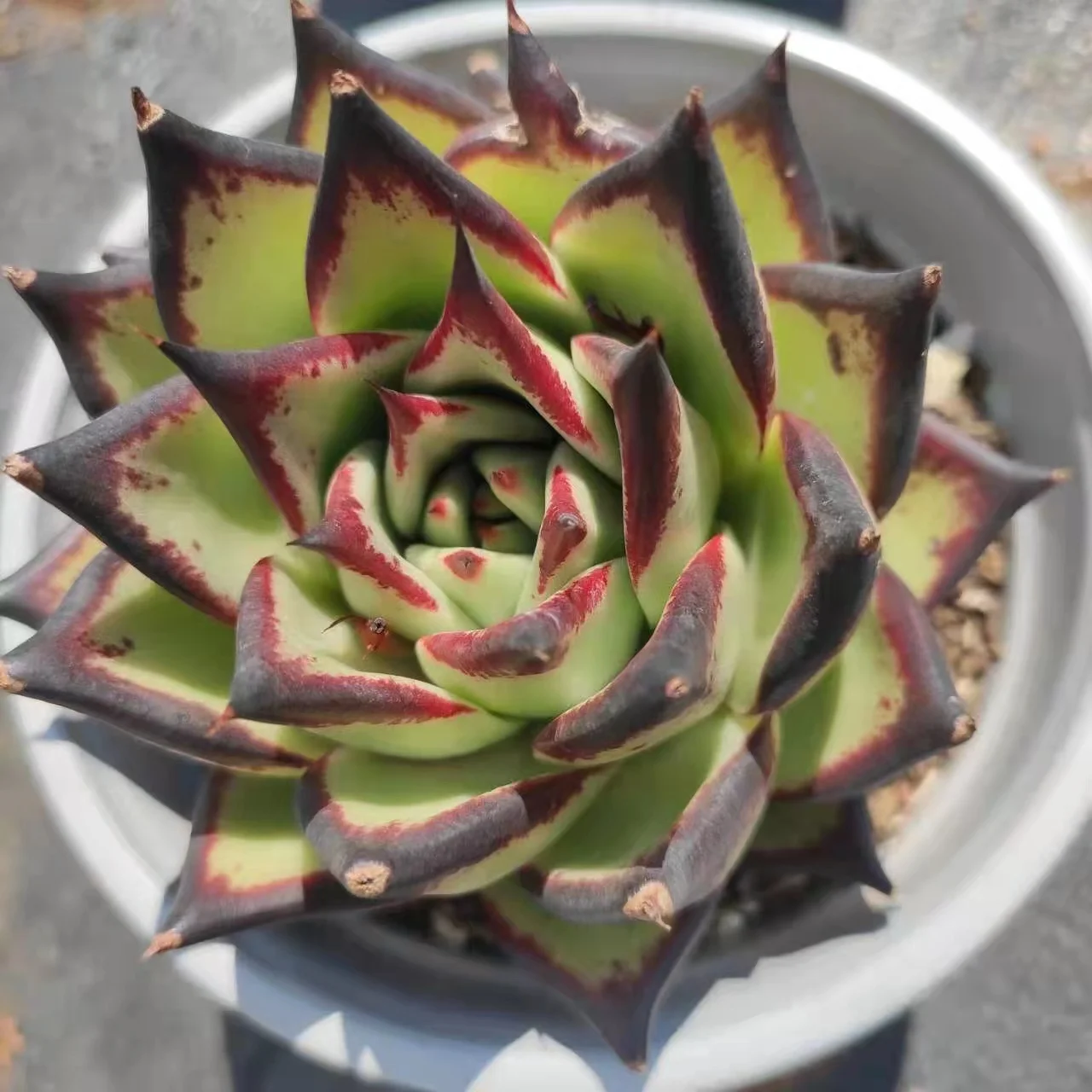 HB005Echeveria Ebony  Wholesale Large Artificial Succulent Plants And Succulents In Pots