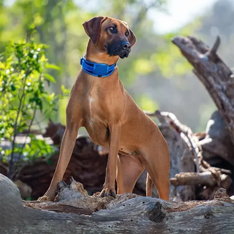 Pet Accessories Tactical Premium Adjustable Heavy Duty Nylon Dog Collar With Quick Release Buckle For All Breed Dogs