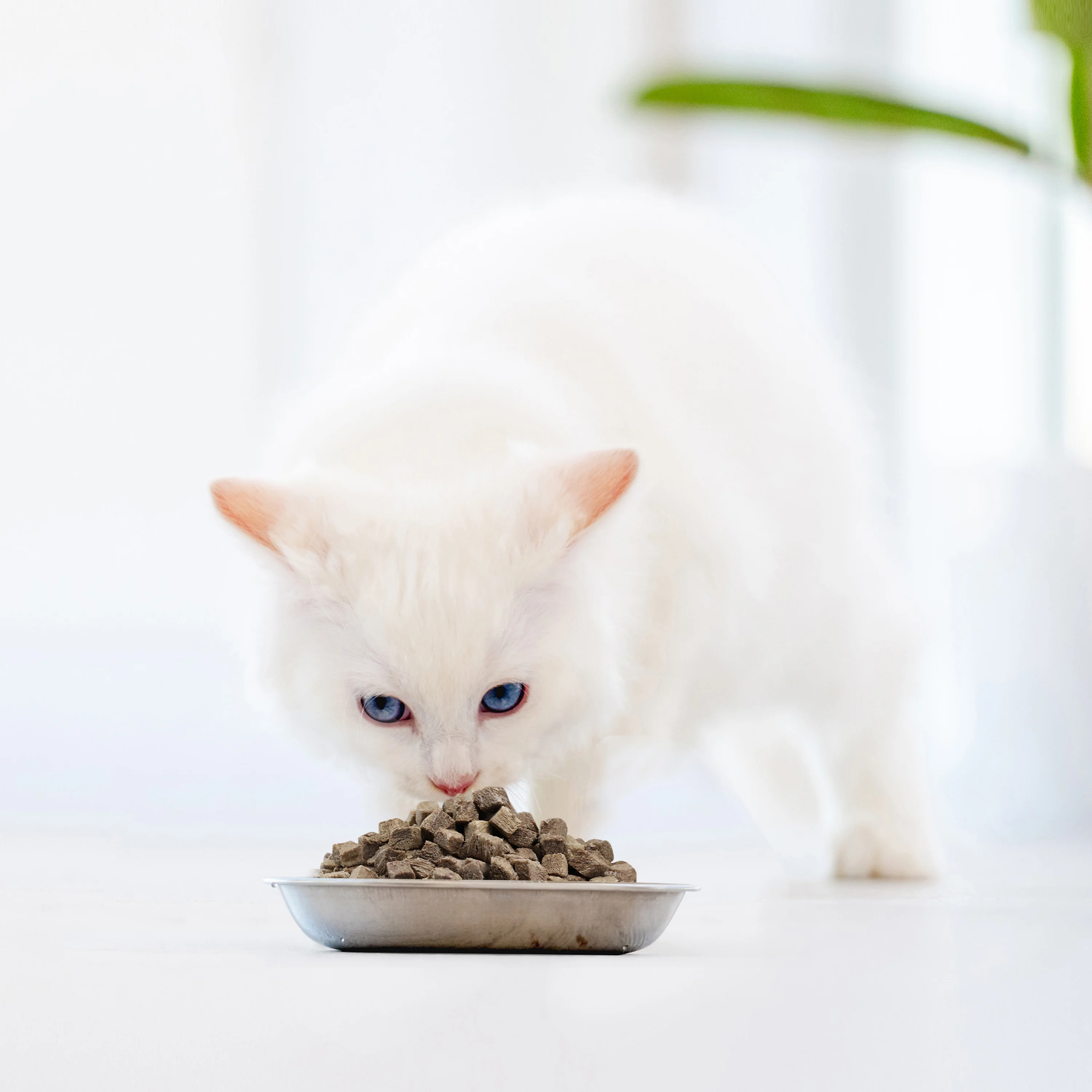 Ranvoa most selling cat food freeze dried venison cat foodt food healthy food choices for cats