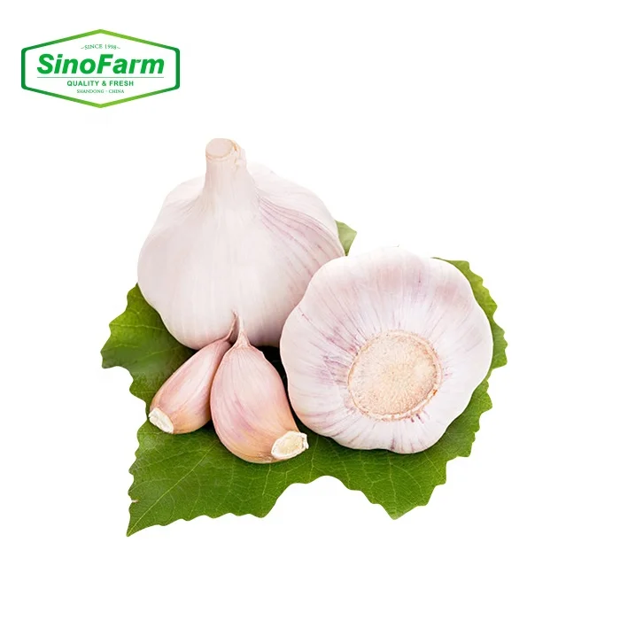Wholesale Purple Single Clove Peel White Garlic G1 Garlic Seed Buyer for Sale