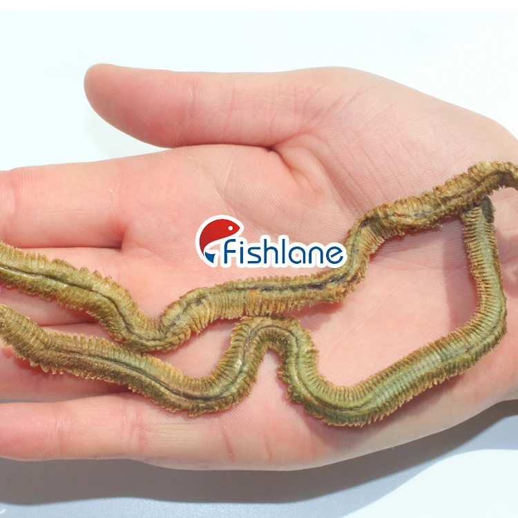 Dry Marine Worms Fresh Freeze Dry Lug worm sea worm extract Bait lure
