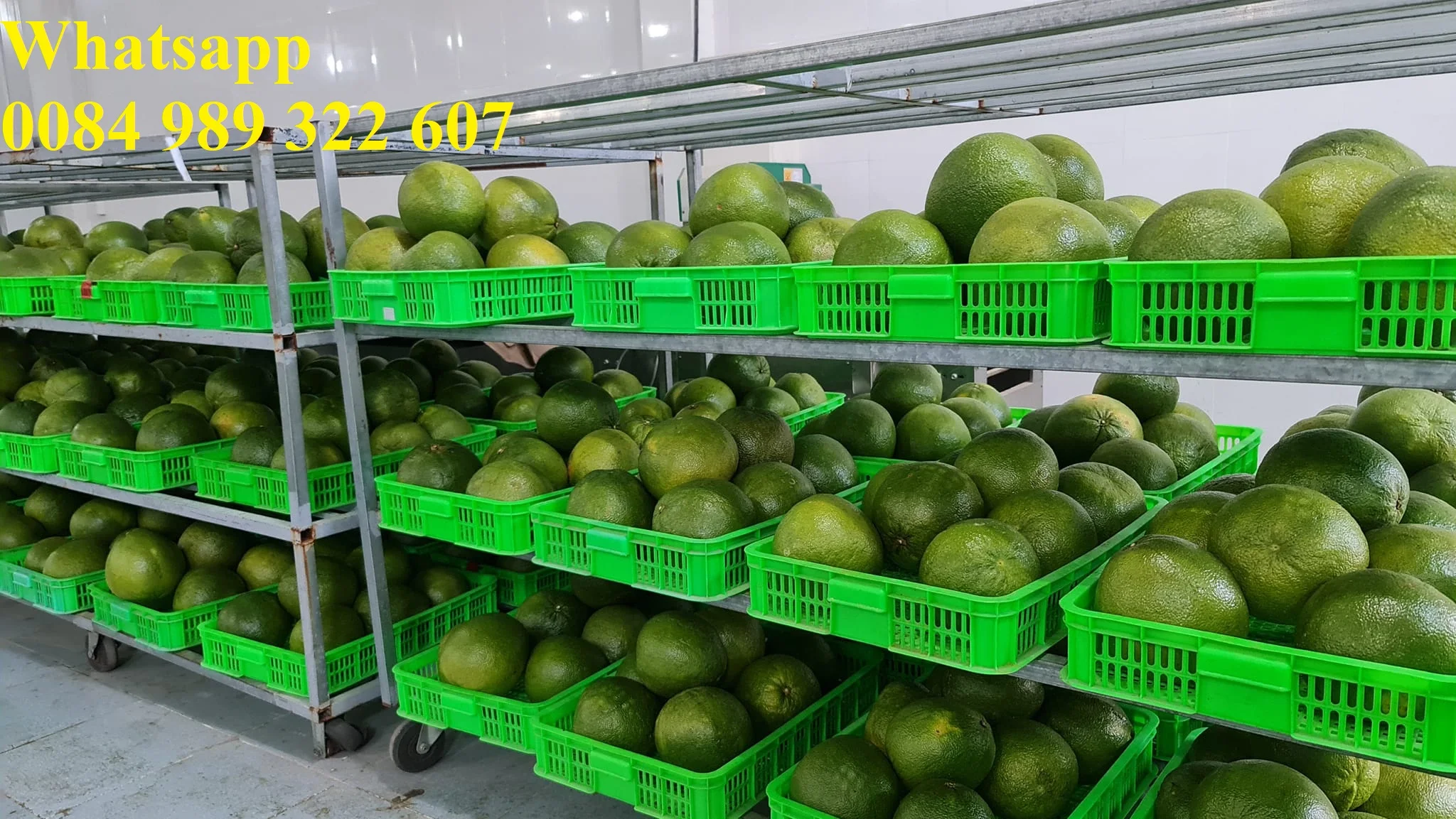Fresh Grapefruit Pomelo Citrus Fruits (Green skin, pink flesh) Tropical Fruit Export From Vietnam- Whatsap 0084989322607