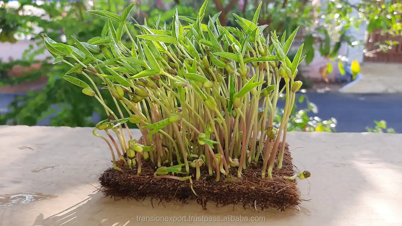 Hydroponic Pre Cut Coir Seed Growing Pads