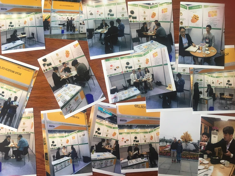 High Quality Banaba Leaf Extract Powder Banaba Leaf Extract