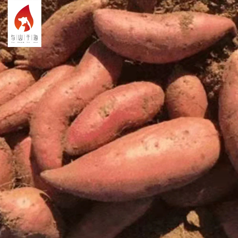 Мягкий мясистый свежий картофель, Экспорт из Китая, свежий сладкий картофель