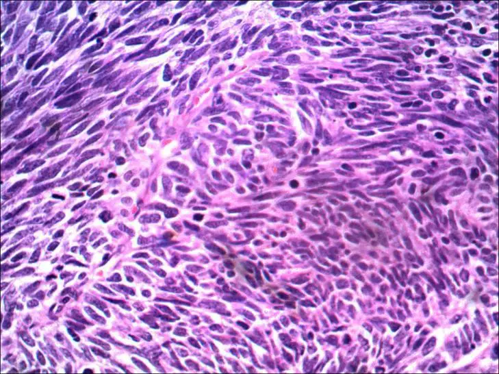 BestScope BS-2036D Plan 4x 10x 40x 100x Professional Education Biological Binocular Microscope