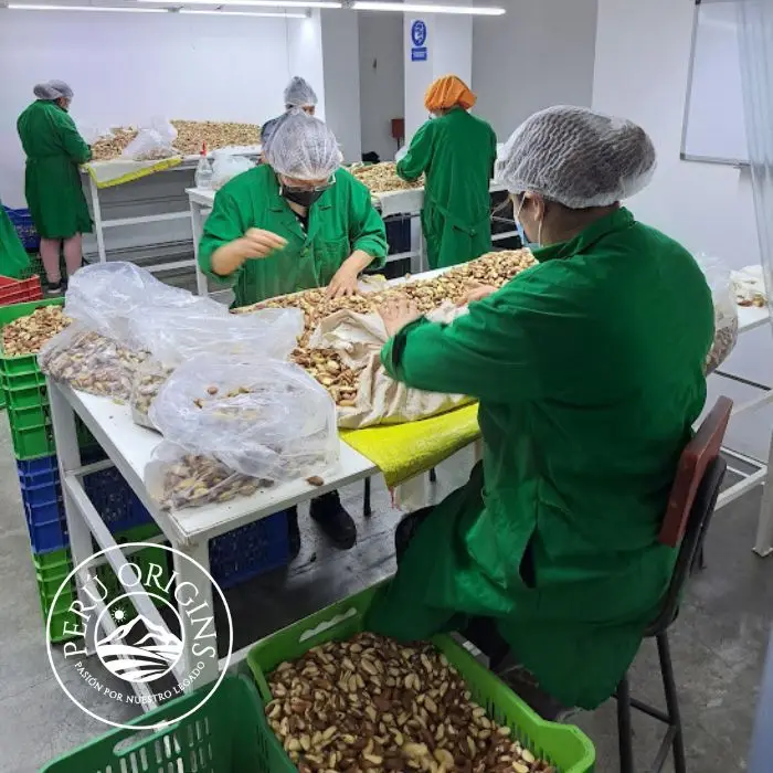 Оптовая продажа высокое качество свежий урожай оптом низкие цены на белок и основные аминокислоты бразильские орехи из