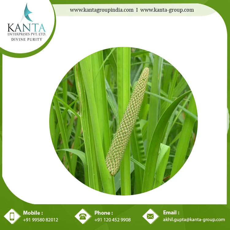 Best Quality Natural and Pure Calamus Essential Oil helps in Improving Digestive System at Affordable Price