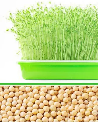 PP Plastic Hydroponic Vegetable Soilless Cultivation Seedling Tray For Sprouting Vegetables