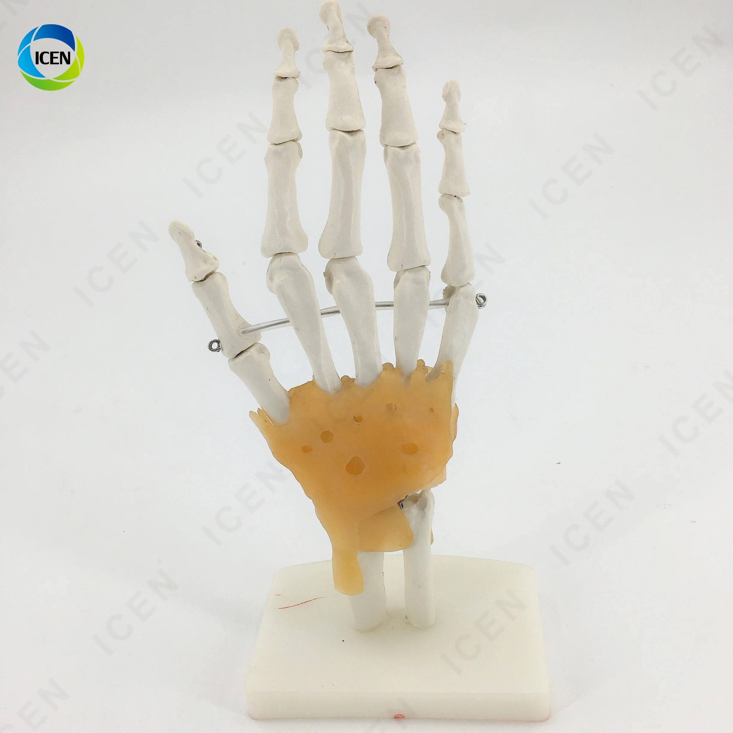 IN-M14 Medical Science Hot Sale Life-size Hand Joint With Ligaments Anatomical Model With Best Price
