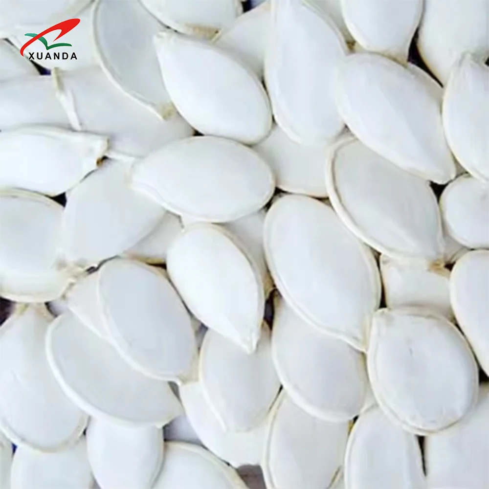 2024 Professional Supplier Shine Skin Snow White Seeds Pumpkin 11MMM Big Size Pumpkin Seeds In Shell Fresh Squash Seeds