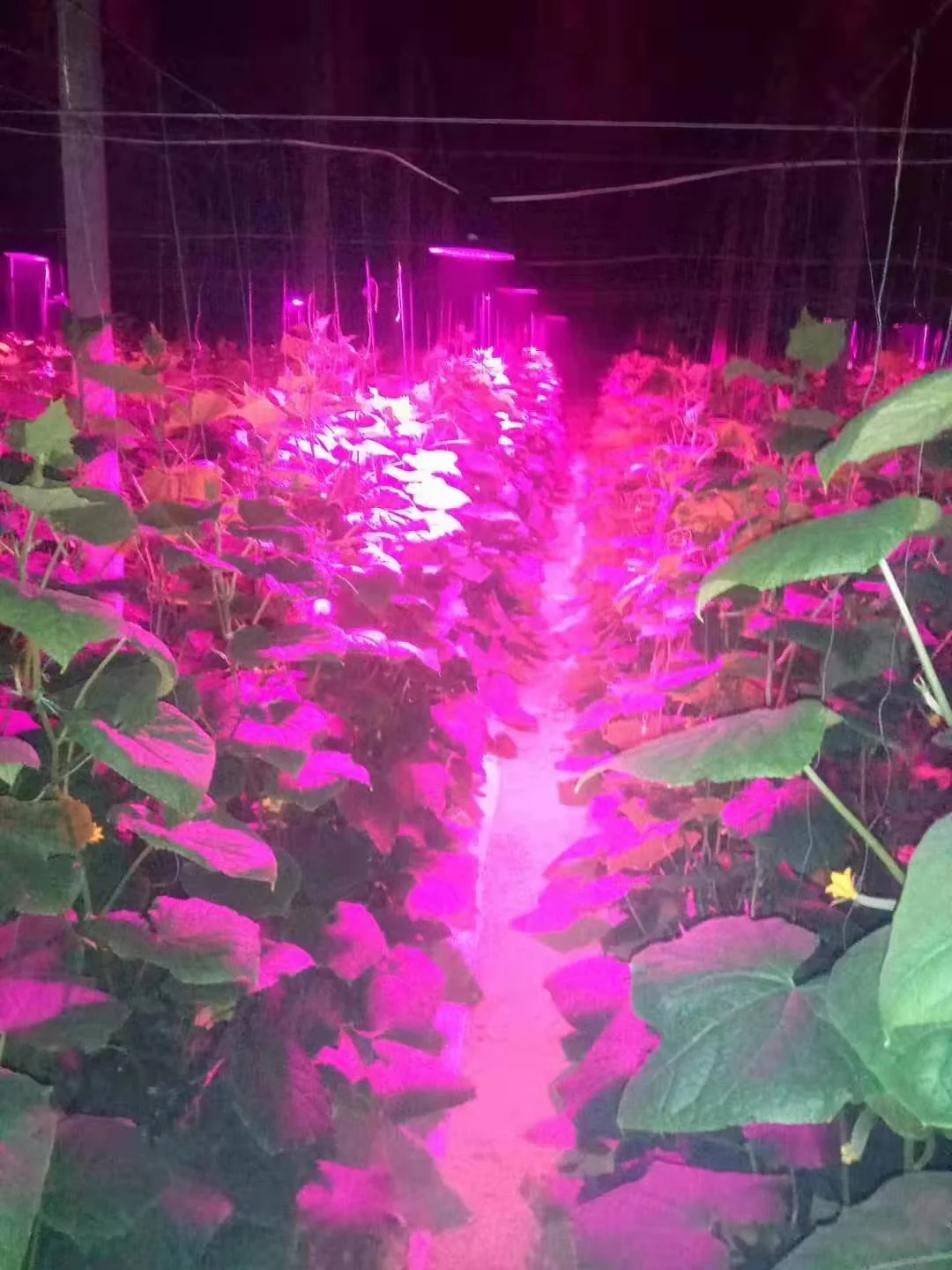 High Efficiency 50W E27 UFO Led Grow Light Full Spectrum Grow Bulb For Indoor Plants Hydroponic Greenhouse Veg Flower