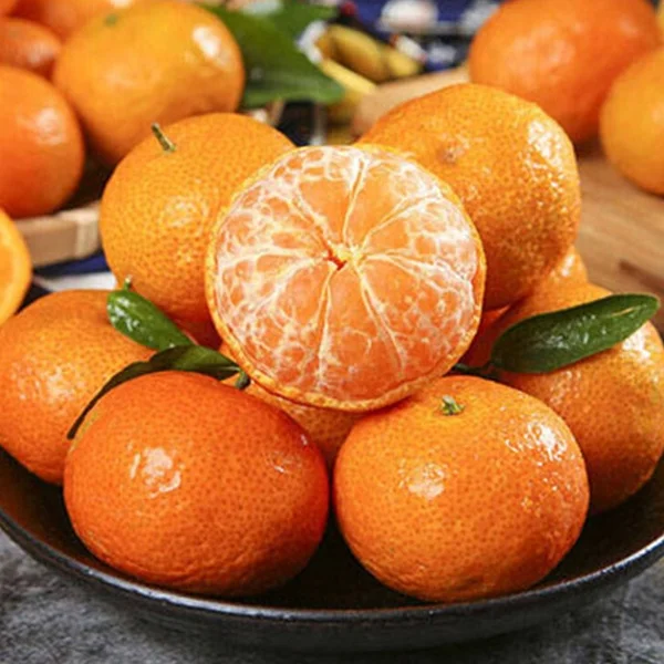 Cheap Price New Crop Fresh Mandarin Orange