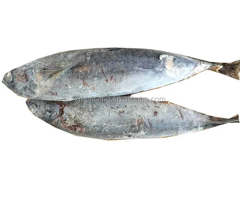 whole small size frozen bonito seafood WR tuna fish from China