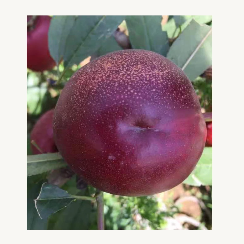 
Wholesale farms grow and cultivate fresh and tasty nectarines 