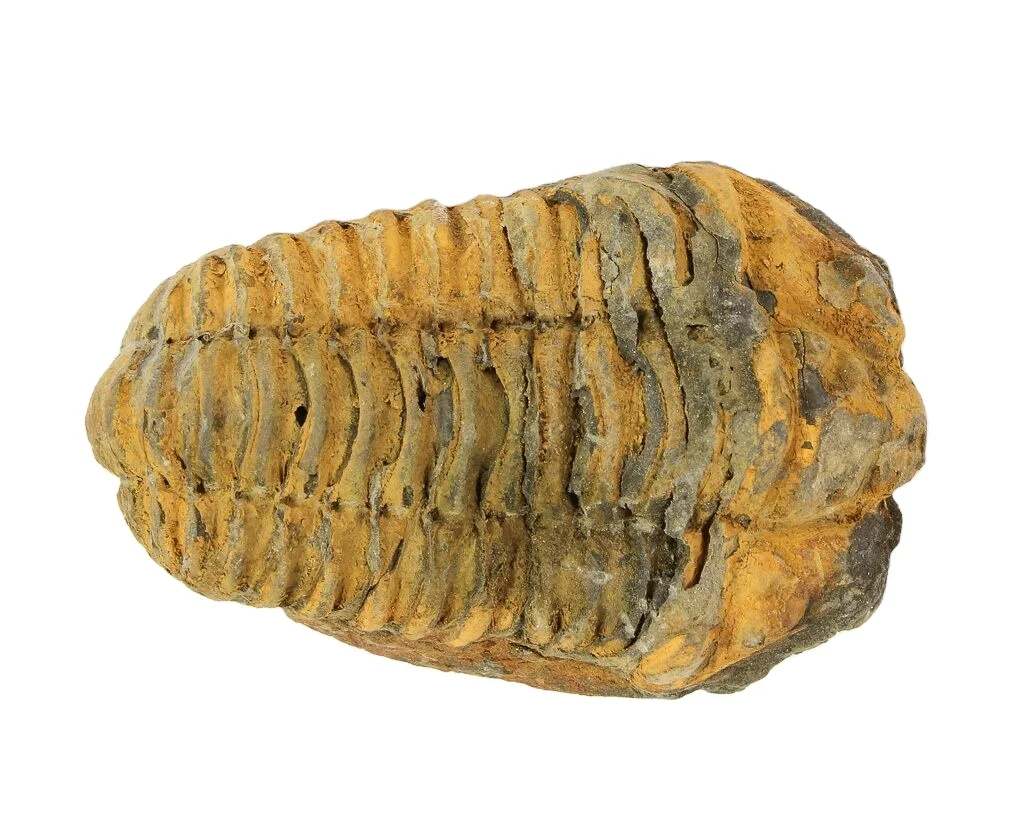 Tribolite Calamine Fossil