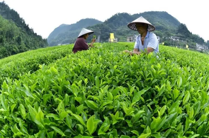 
Green tea extract 100% Natural Epicatechin 