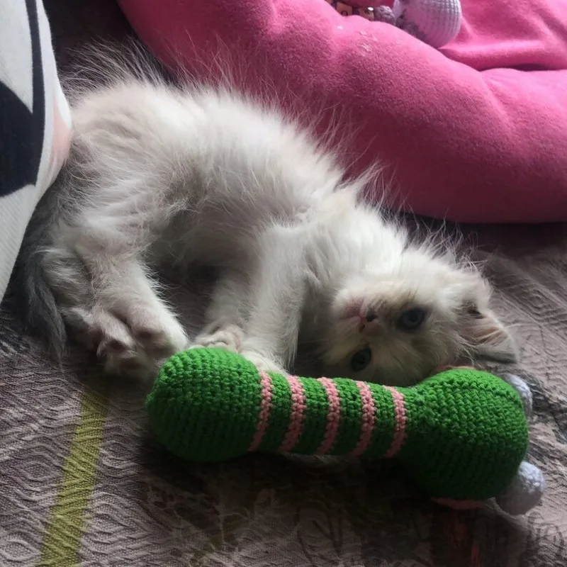 New design crochet green frog baby rattle 100% handmade crochet catnip toy lovely kicker cat toy