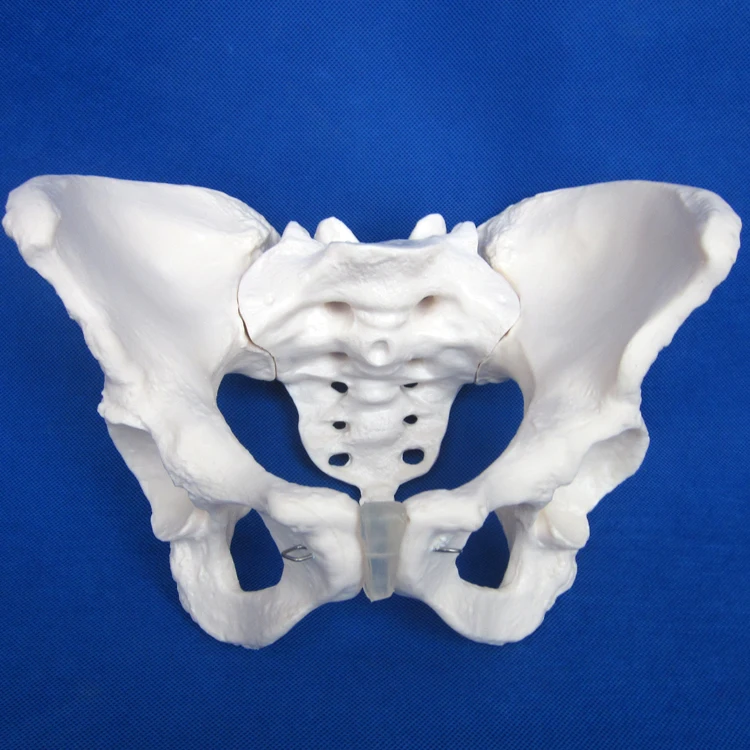HOT Adult Female Pelvis Model, Human Teaching Anatomy Model Bone Pelvic Floor 3D Medical Simulation Phantom