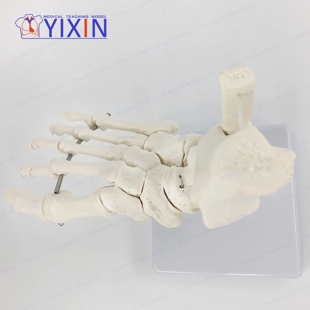 YIXIN/ Foot Skeleton With Ankle, Bones of the Foot