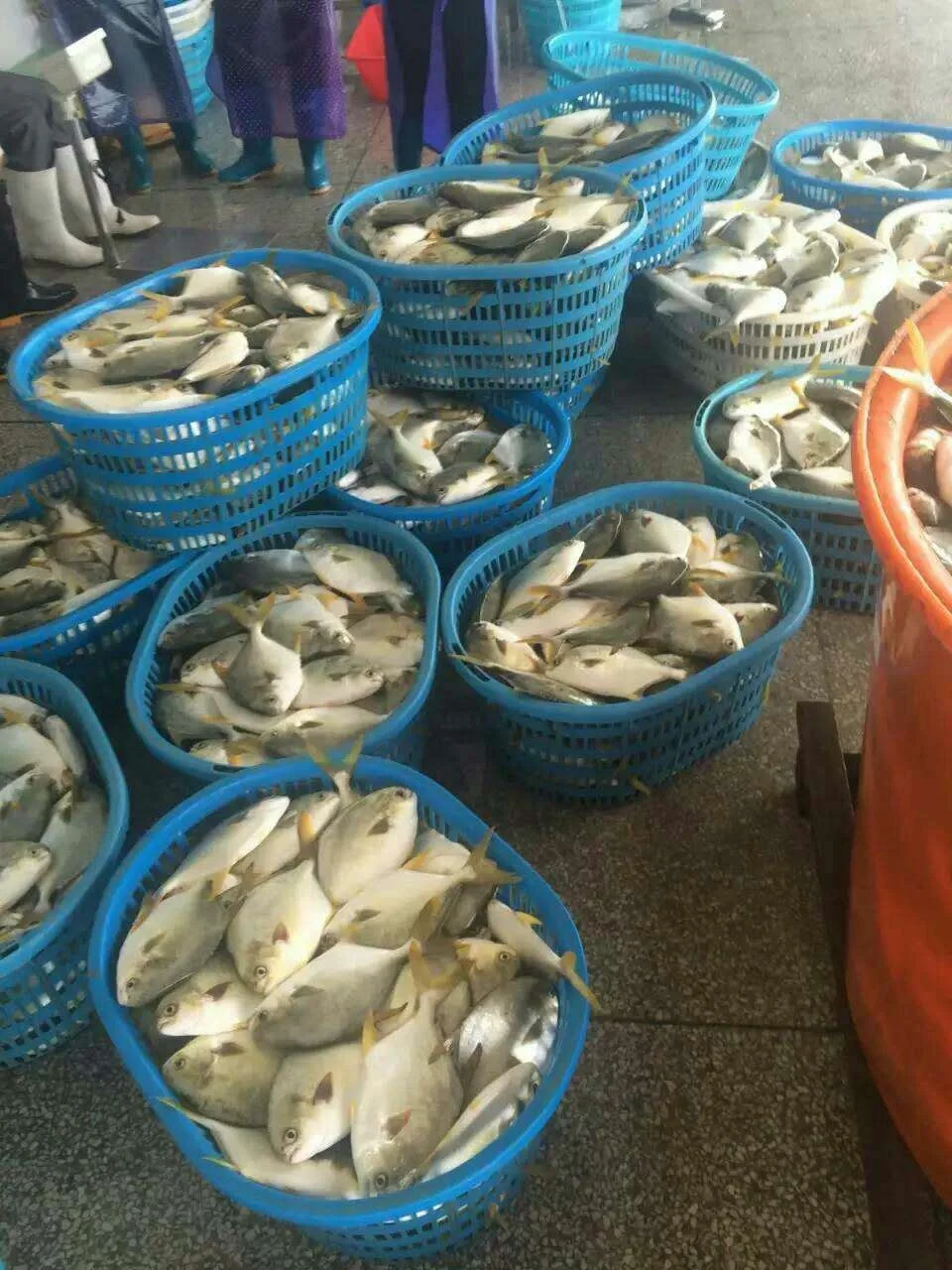 
Good Sale Seafood Fish Frozen Golden Pomfret 