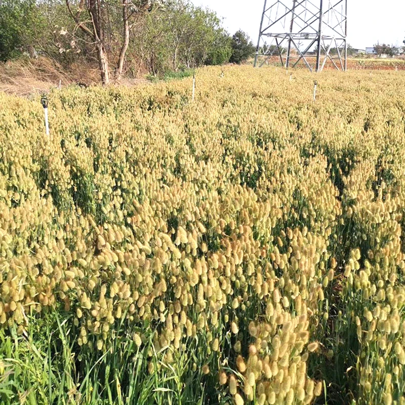China factory wholesale custom white faux lagurus ovatus natural dried flowers dry bunny tails grass