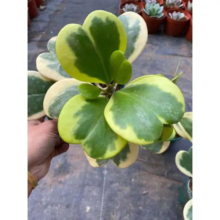 13-15CM wholesale Succulent Hoya kerrii variegata Ornamenta  For Nursery Indoor Live Plant Outdoor Ornamental