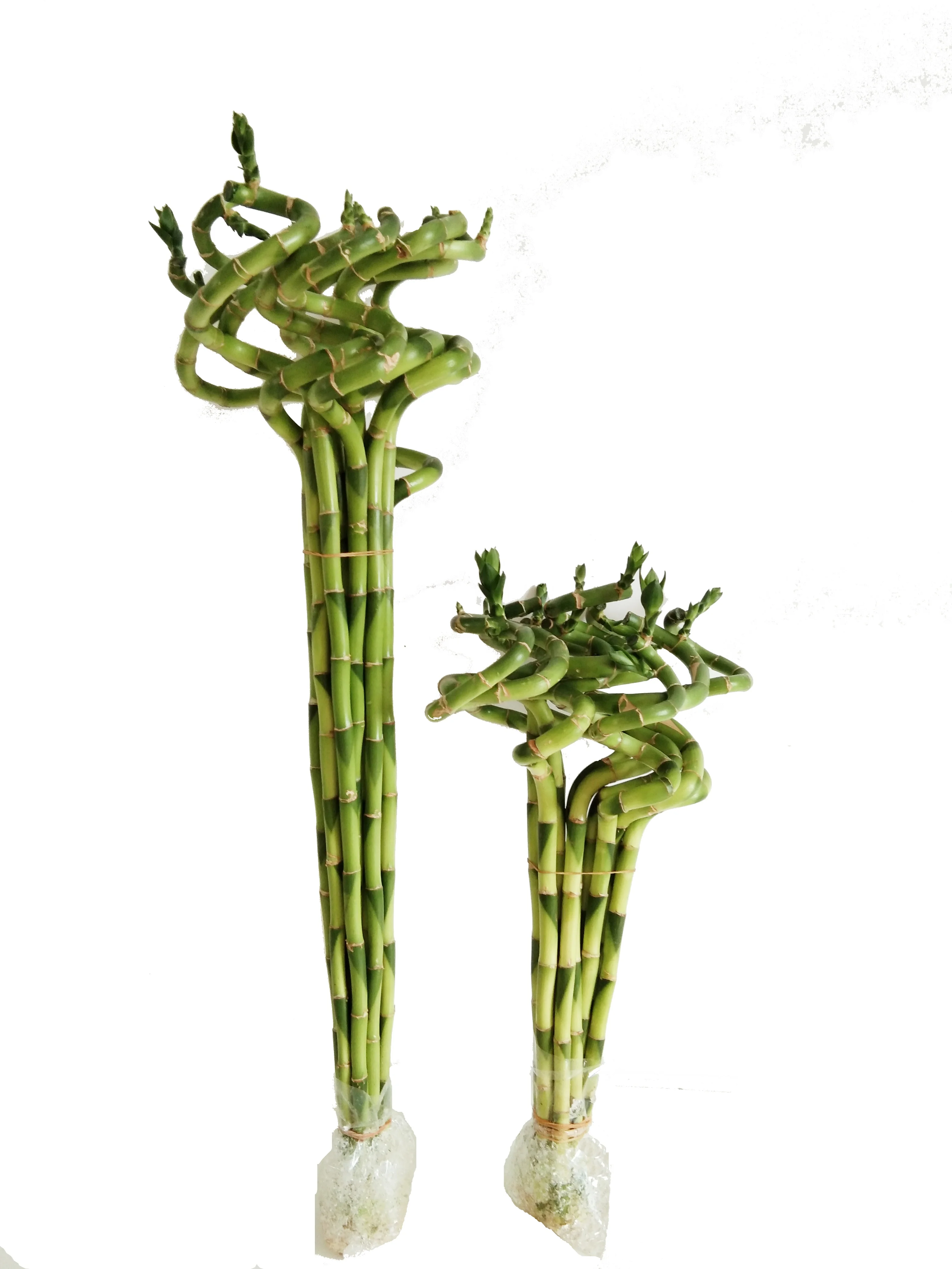 
Zhanjiang factory wholesale price high quality horticultural products green plant spiral lucky bamboo 