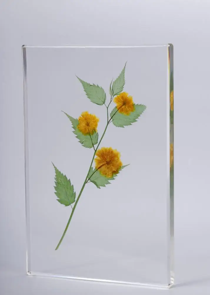 embedded specimens of transparent plants,biology class teaching plant specimen,resin ornaments for plant specimens