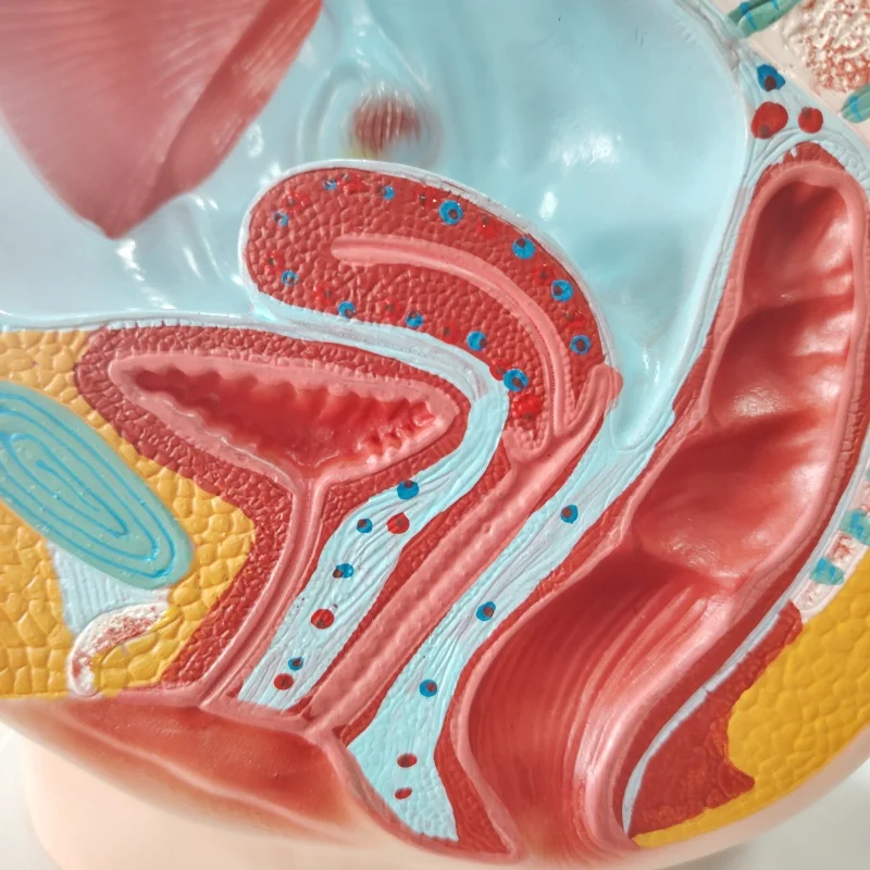 DARHMMY Female Human Sagittal Pelvic Anatomical Model with 2 Parts for Medical Science