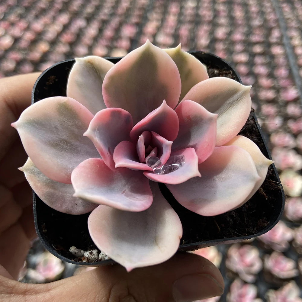 Прямая поставка с завода, комнатное растение, суккулент cheveria rainbow