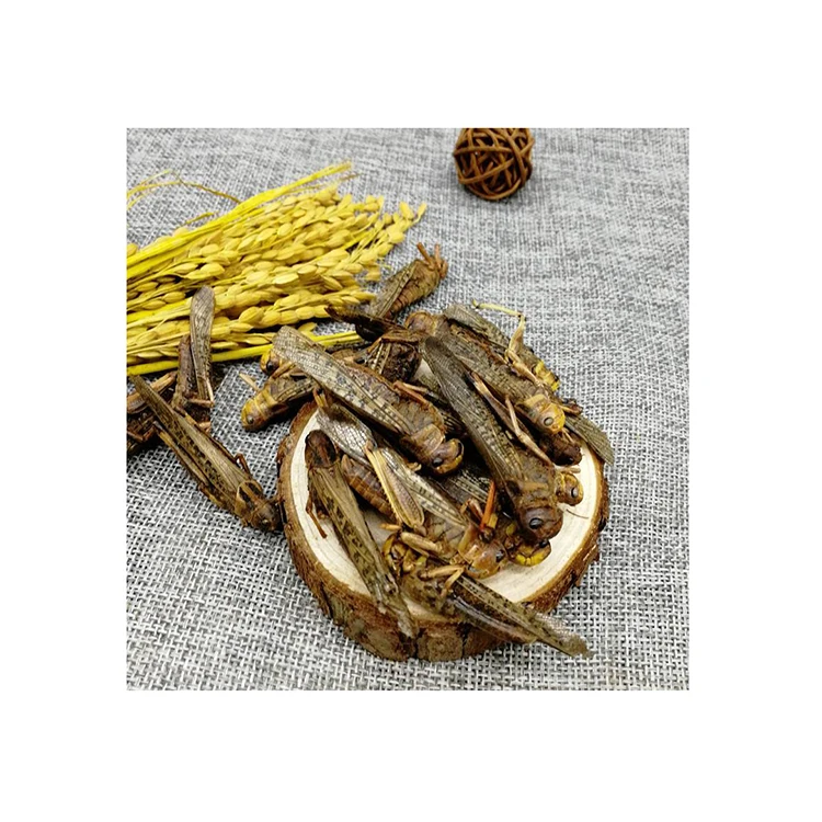 Wholesale nourishing wholesale pet bird food grasshopper