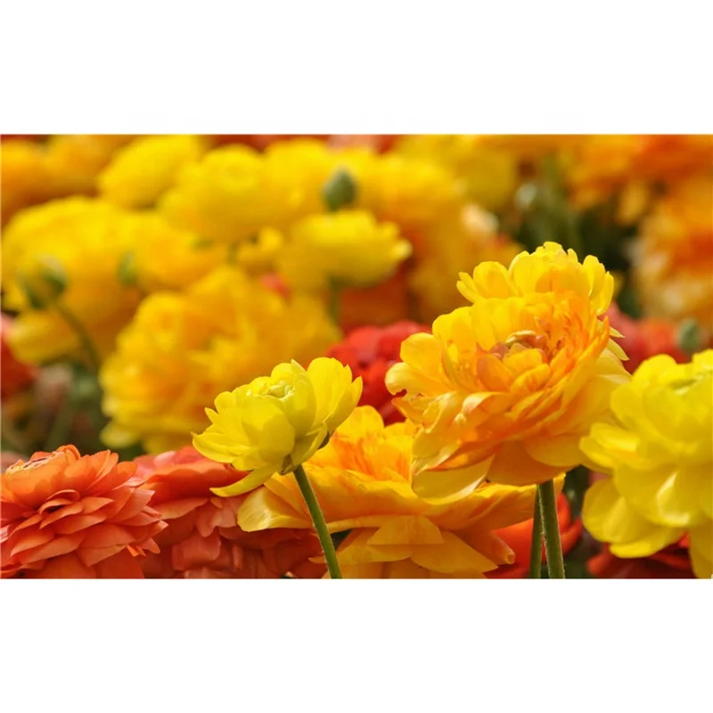 Autumn chrysanthemum diamond art painting kit handmade diamond painting crystal art painting
