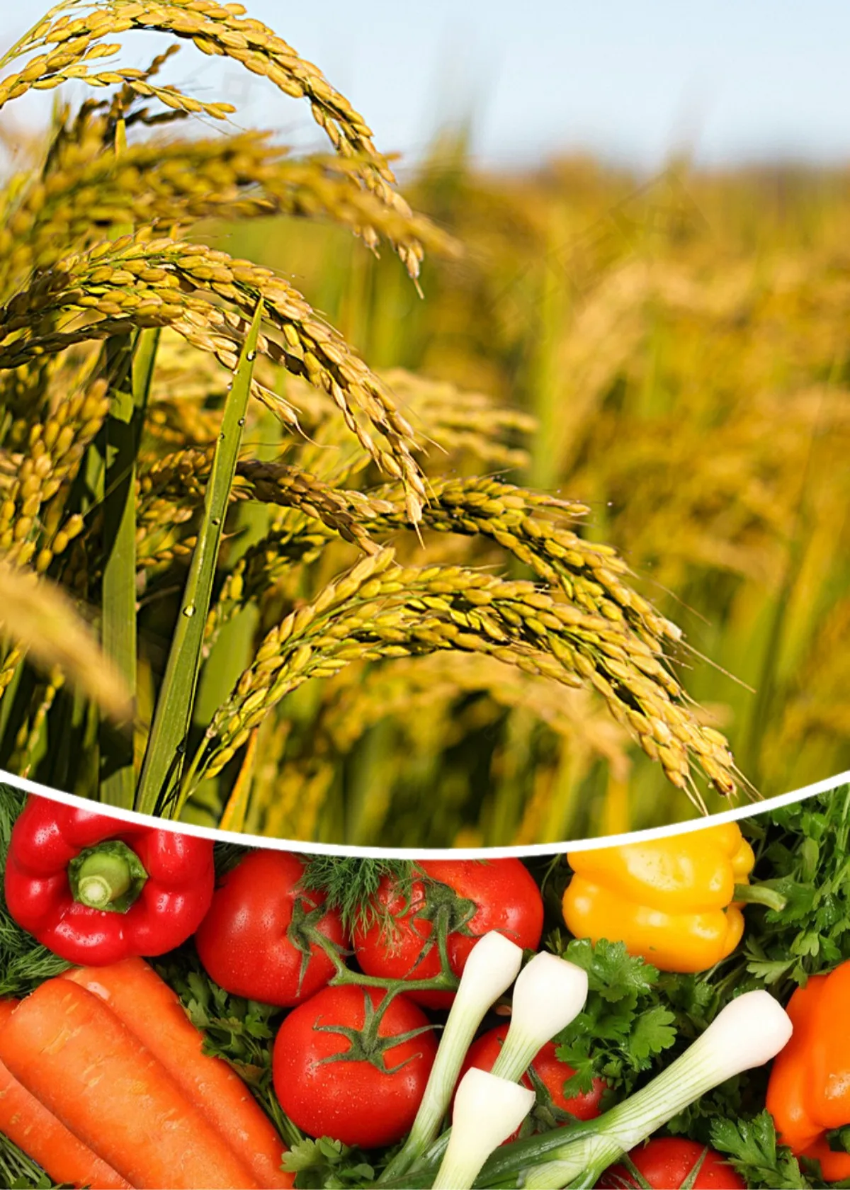 Mass wholesale promote high yield foliar fertilizer 100% water soluble liquid fertilizer