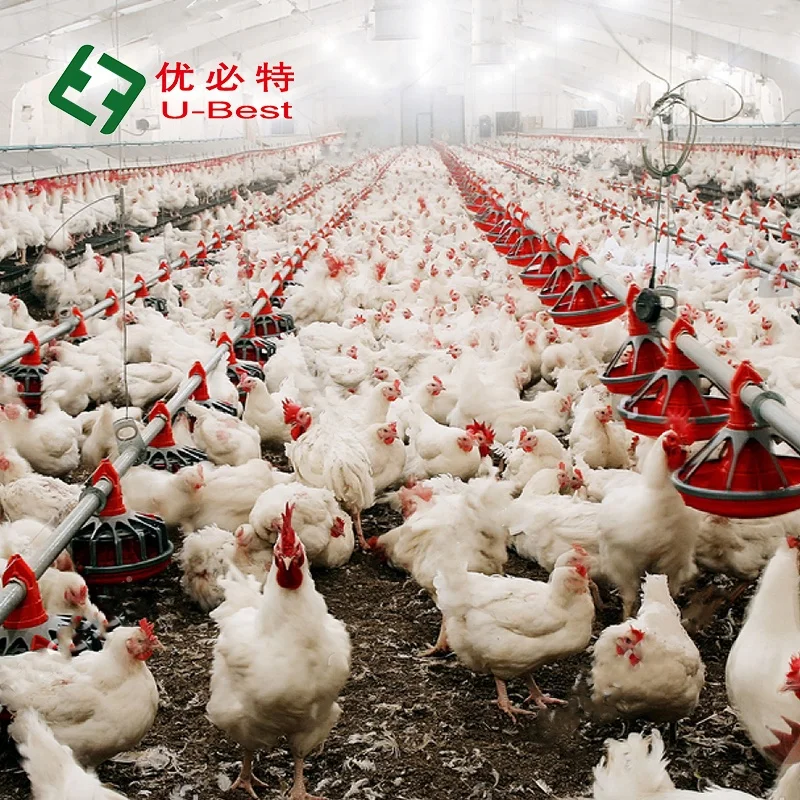 Good Quality Advanced Design Complete Poultry Farm Automatic Broiler Chicken  Poultry Farming Equipment