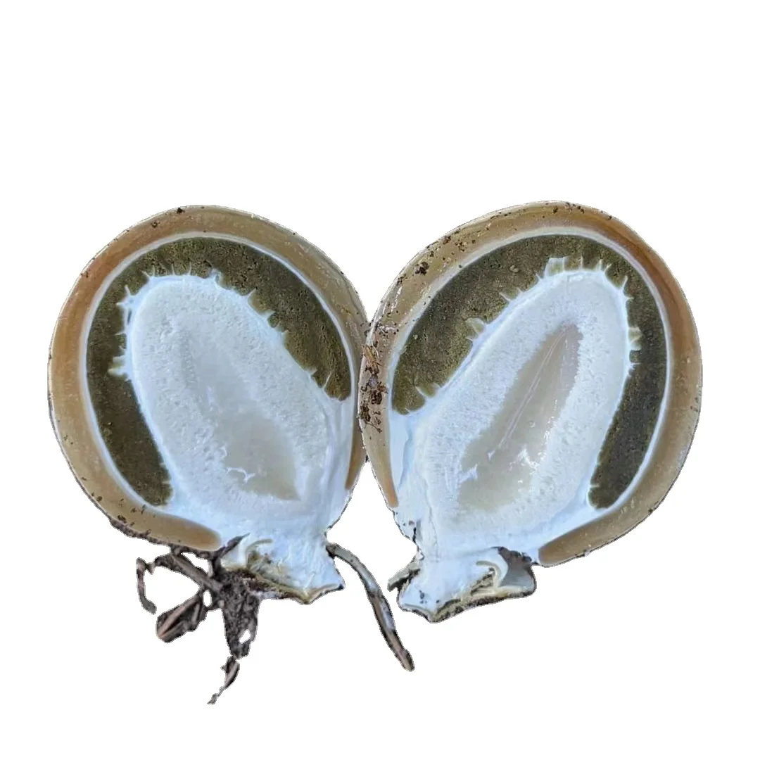 Высушенные яйца пальмовые/высушенные