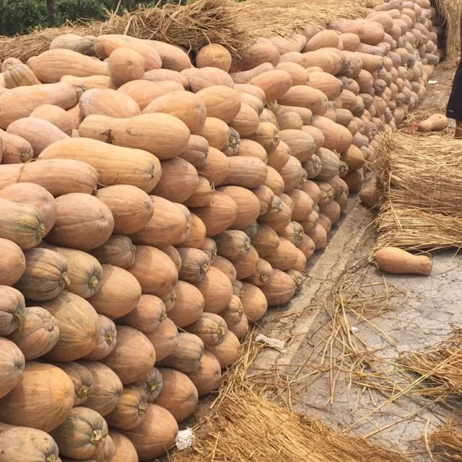 Лучшая покупка свежей тыквы из Китая, картонные коробки желтого цвета